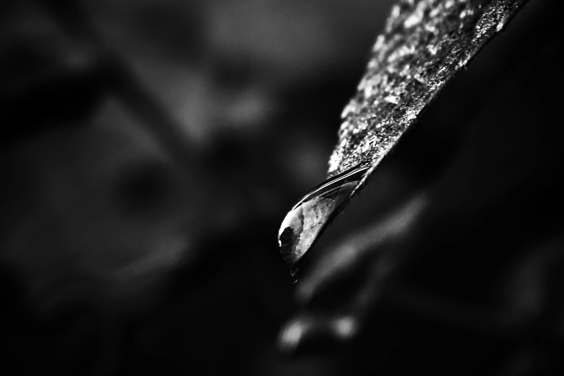 Goutte d'eau au bord d'une feuille, une photo en noir et blanc