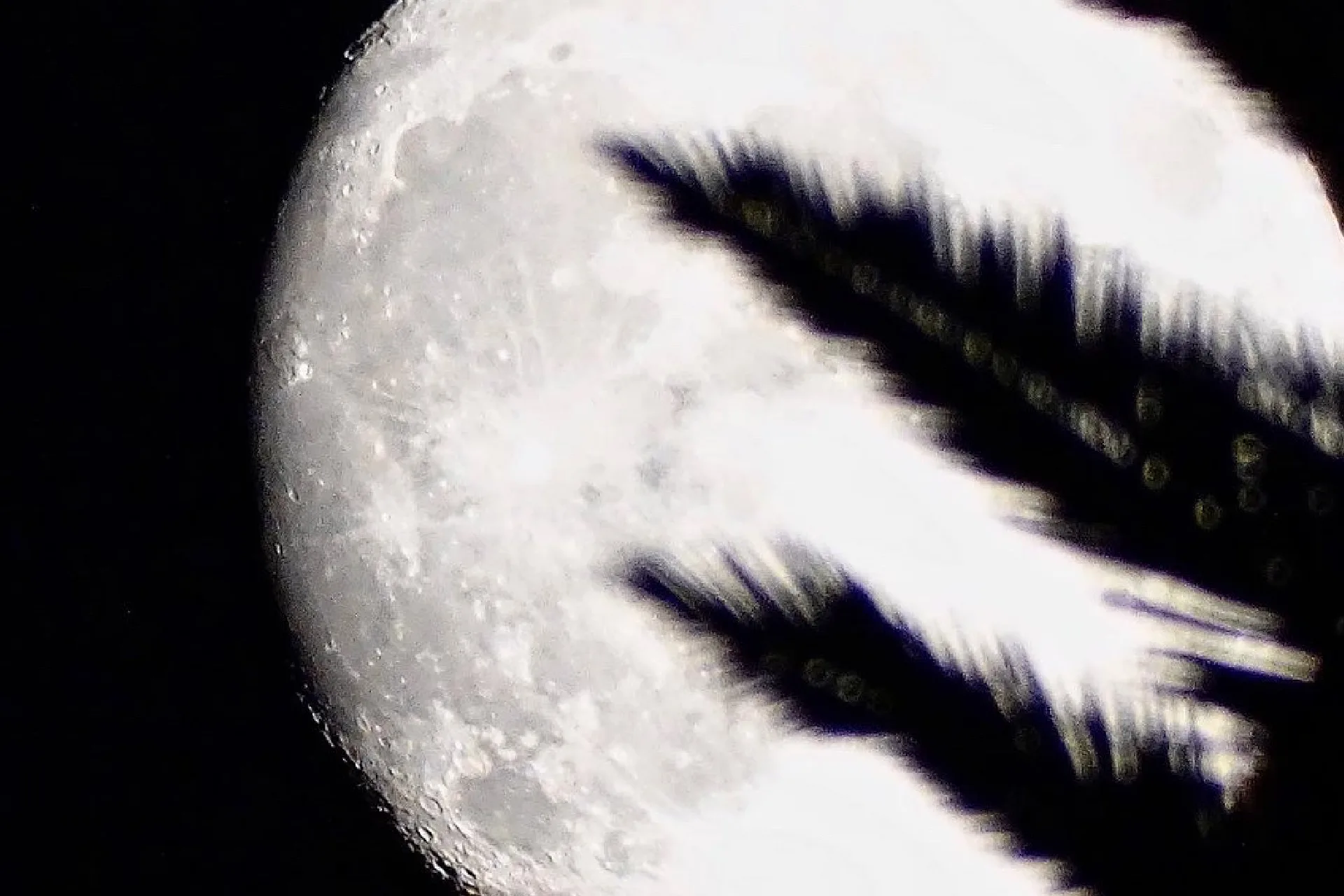 Pleine lune avec les cratères visibles et les feuilles d'un palmier visibles par-dessus