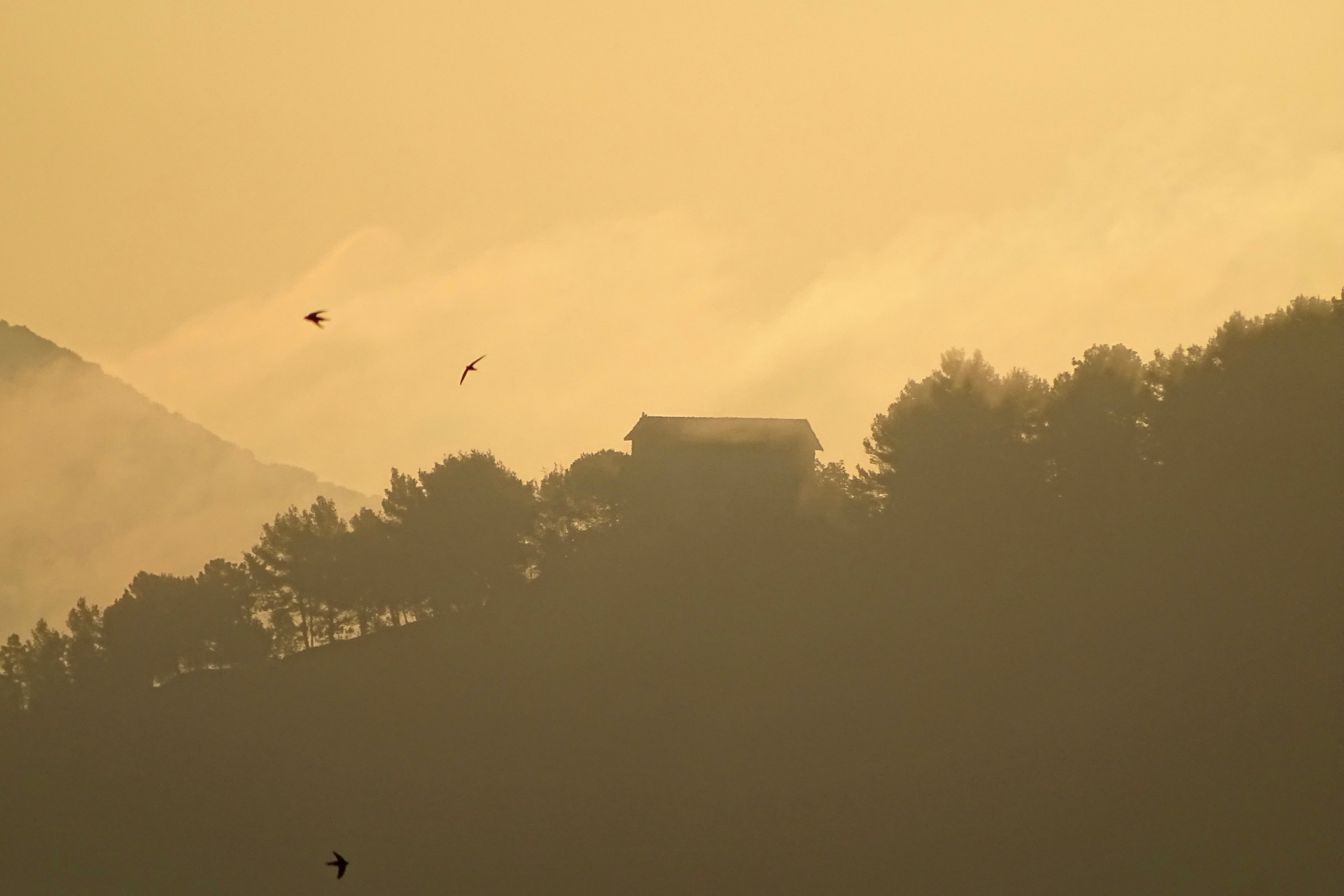 Une maison visible en contre jour dans la brume du matin avec des martinets qui volent autour