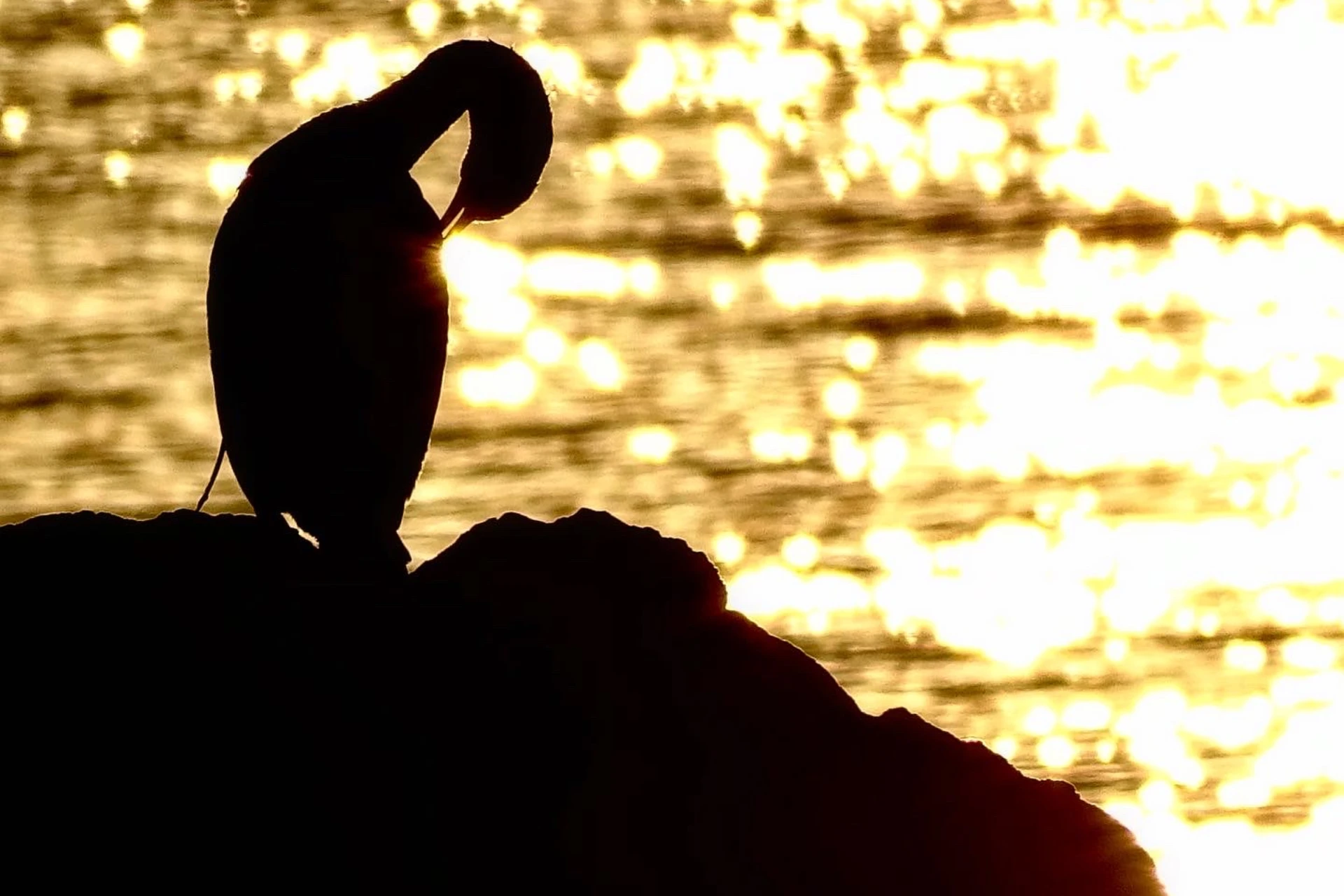 oiseau en contre jour au coucher du soleil le cou plié et le bec sur les plumes